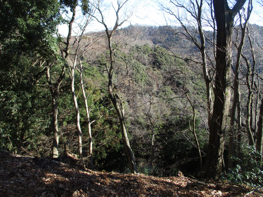 途中、照葉樹が目立つ箇所があるが、野生動物はこうしたこんもりとした場所を好む　