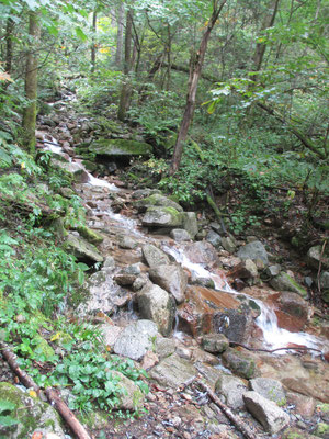 登山道は至るところから小さな沢が入り込み、道自体が沢になっている箇所も多くある