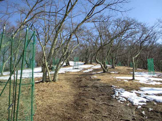 この山は桜山として有名　山頂部も沢山の桜が植えられています