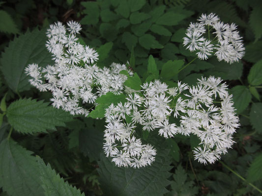 線香花火が散っているようで涼やか〜