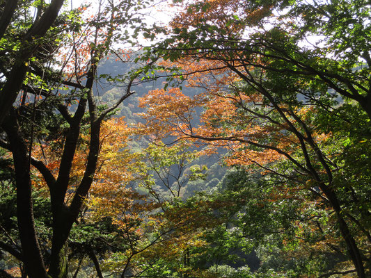 西山の紅葉