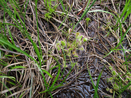 きれいなモウセンゴケ（食虫植物）