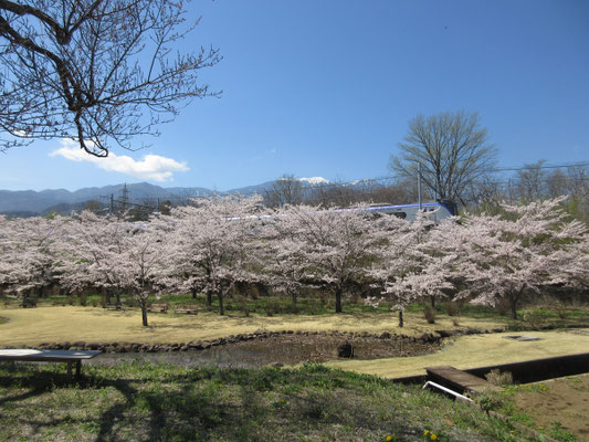 まずは穴山駅近くの「古代ハス」の公園へ　ちょうど「あずさ」が来た！！