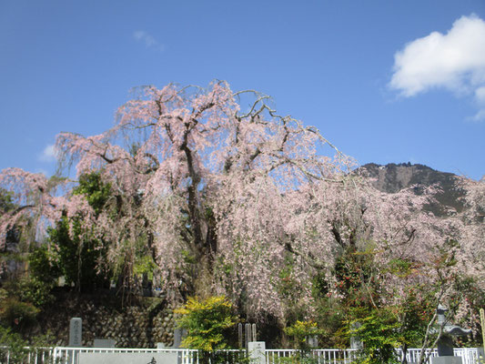 本物の久遠寺をまだ知らないので、この霊園内ですでに満喫している