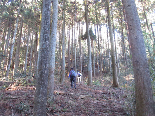 分かりにくい登山口取り付きから暫くスギの植林帯を行く