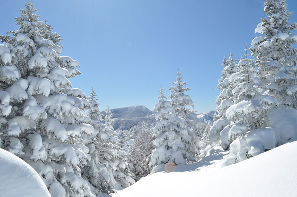 モンスターもどきの雪の樹林　その向こうには横手山