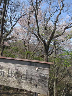 荻野高取山山頂とサクラ