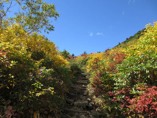 名残惜しく振り返れば紅葉