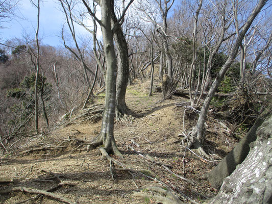 山が削り取られて遮るもののない松石寺尾根の上部はすでに倒木だらけで荒涼とした感じになっている