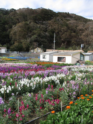 例年通りの見事な花を咲かせるまでには大変な苦労があったと話を伺う