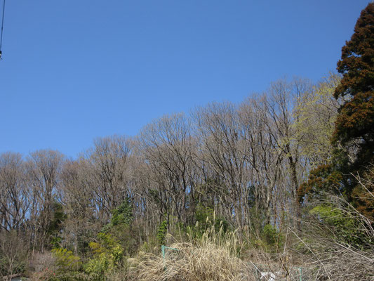 雑木林も少しずつ春の気配