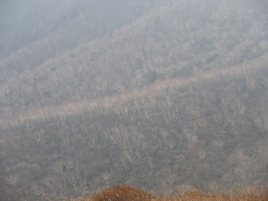 それでも、ガスのベール越しに山肌のカンバの林がとても美しく見える