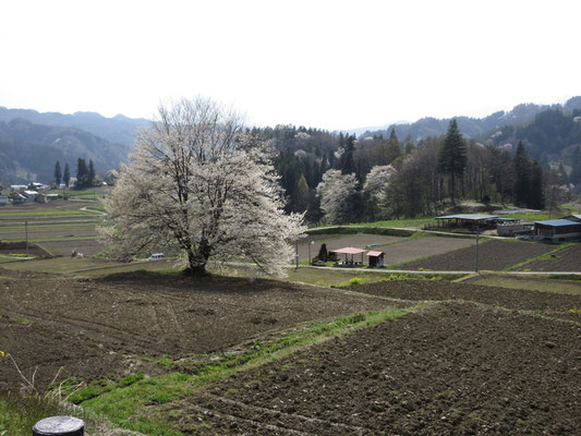 さくら満開の小川村　楽しい山旅でした