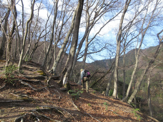 もう少し急な登りが続き〜