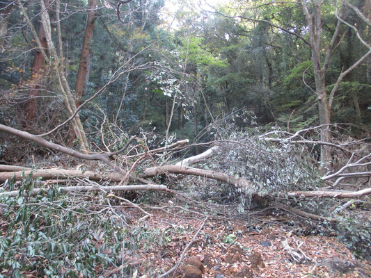 下山に使った田代への登山道も、下の堰堤付近では大きな木が倒れていた