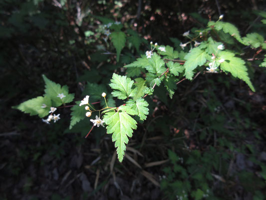 一つ一つの花の美しさに感動