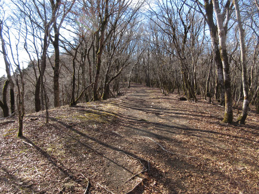 登山道ではなく公園のよう　ここら辺からブナが見え始める