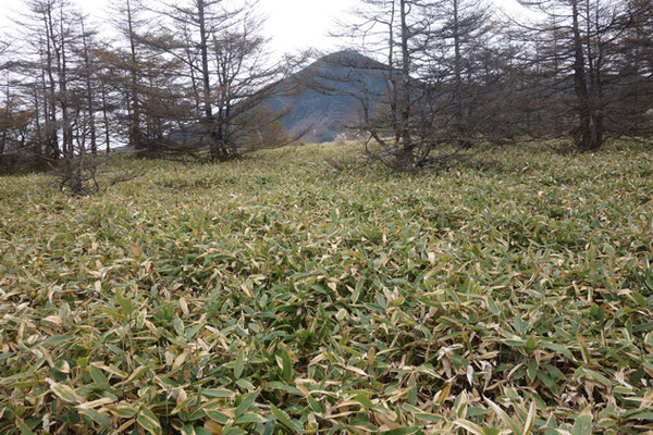 この日の山行では、お昼休憩に合わせ、リーダーの山旅師匠のオススメ展望地へ向かう