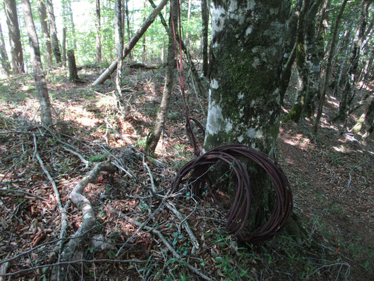 稜線には時々、打ち捨てられたワイヤーの残骸があったが、かつては植林の搬出作業が行われていたのだろう