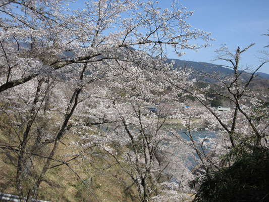 ダム湖を見下ろす桜もきれい