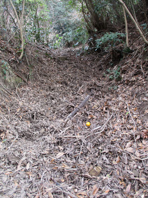 「狢」の分岐で「牛道」（東の方）につづく登山道　これは枝や落ち葉などの堆積で道に見えないほど