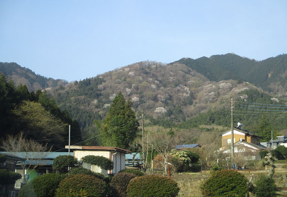 西山の経ヶ岳（奥の緑の植林の山）手前の山はヤマザクラだらけ　「西山を守る会」のブログで、この山が上野山と言うことを知る