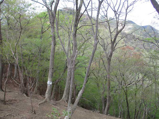 淡い春色の華厳山