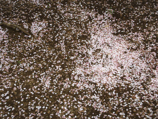散り始めた桜の花びら　あと数日すると、この境内が一面淡いピンクの白さで敷き詰められるだろう