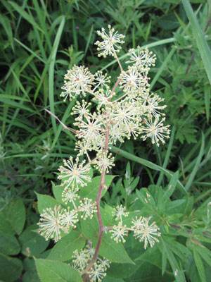 毎回気になるウドの花