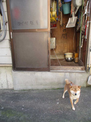 佐藤酒店の「看板娘？」　かぐや姫号＝柴犬と棲まいの「松の間」（笑）