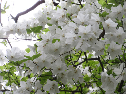 溢れんばかりの花付き　こんな見事なシロヤシオには未だかつて出会ったことがないと思う