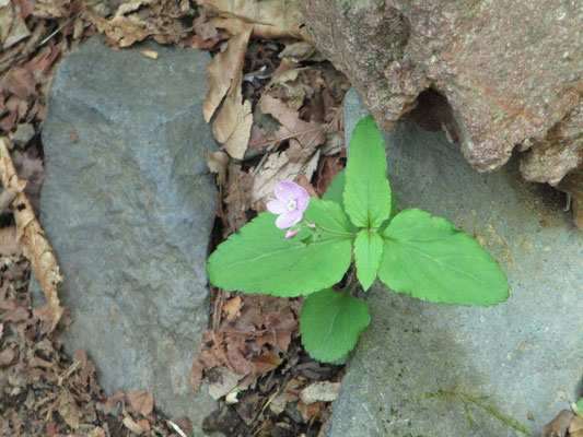 一の鳥居の近くになると姿を見せた花　クワガタソウ　下山時にはこの花を目にしてホッとした気持ちになりました。