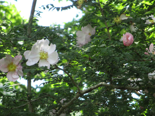 この日はサンショウバラがどこに行っても見頃　こうして花が咲くまでには長い年月がかかることを思うと、感激の花盛り