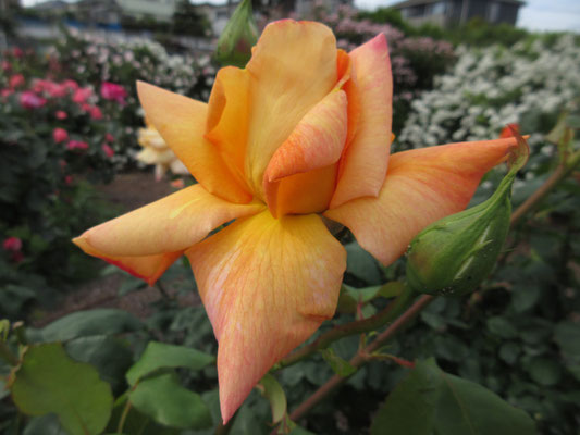 オレンジの花弁が反り返っている　花びらの形、さまざま