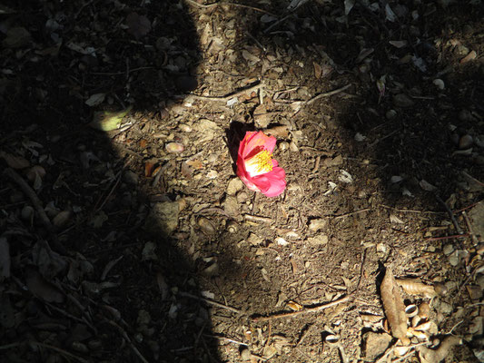 ミツマタ桃源郷にはヤブツバキの花も一緒に見頃