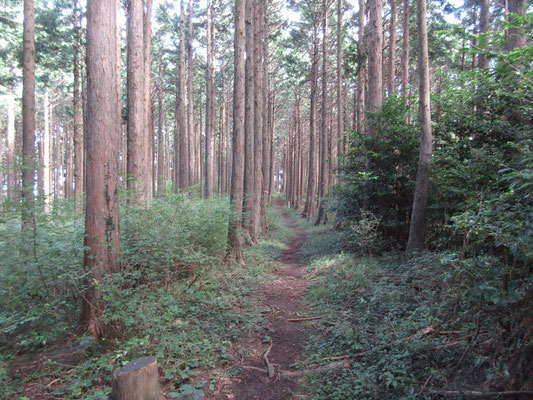 地図には途中で「展望よし」と書いている場所があるので、それを期待してグングン進むが、どこまでもこんなヒノキの植林帯が続く