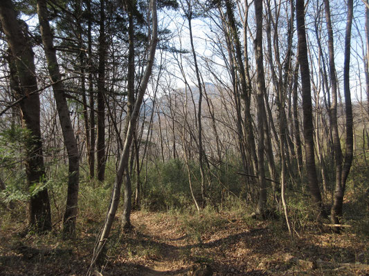 今日はずっと宝登山が見守ってくれていた感じ