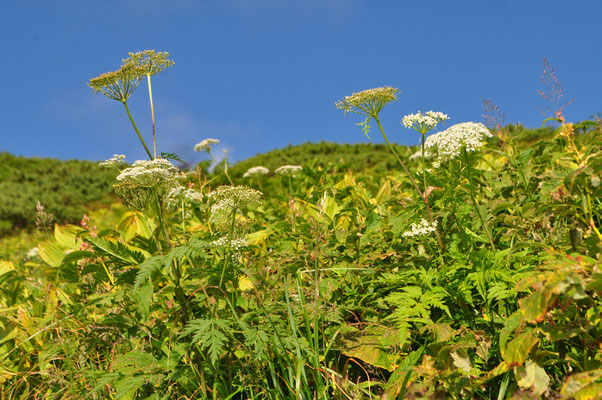 お花畑を前景に