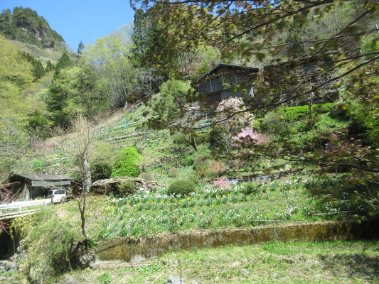 式典の後には笠丸山登山口にバスで移動　村内は花でいっぱいだ