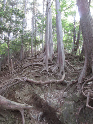 こんな木の根の急降下が続く