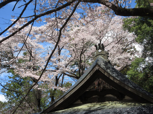 神社の武田菱と桜　ここは武田を祀る神社