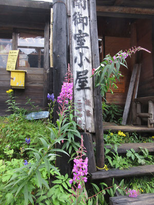 感激は、小屋前のシカ柵囲いの中周辺に咲き乱れるヤナギラン！