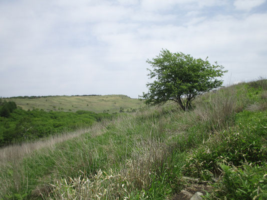 霧ヶ峰情景1