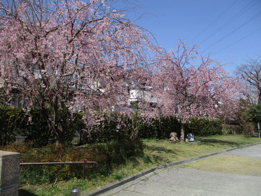 近所の公園の枝垂れ桜