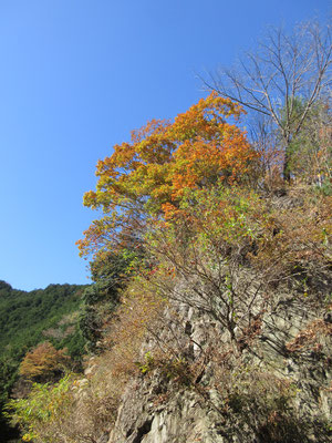 真っ青な空に輝く黄葉