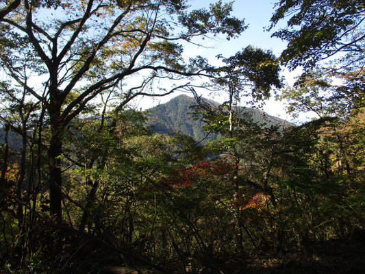 樹林越しに見えるのは仏果山方面