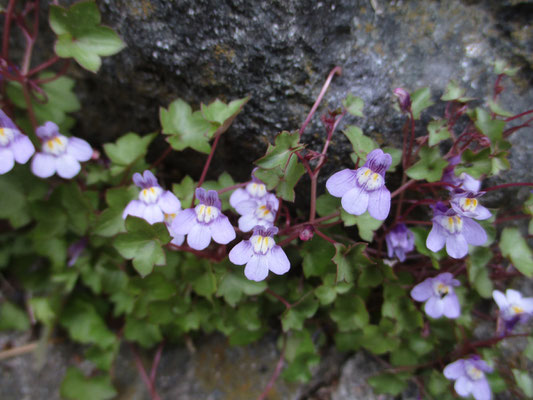 この美しい薄紫の花はツタバウンラン（蔦葉雲蘭）　蔓性のものでキランソウとかと区別できる　名前の覚え方はまずは錯覚利用で、スタバ〜で始まると・・・