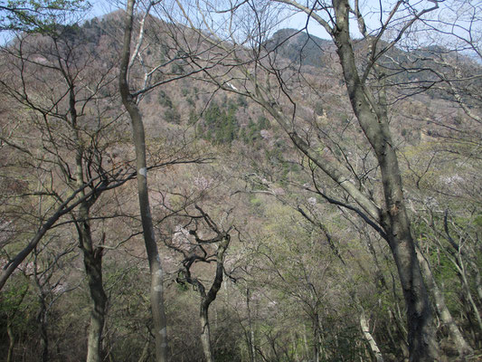 華厳山頂から「大たるみ」と呼んでいる稜線を下り、華厳山を見通す　天然の針葉樹とサクラなどの自然林がうまい具合に調和している