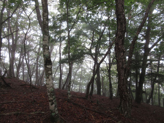 まずは登山口周辺で見つけたきれいなモノやキノコたち