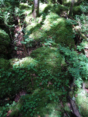 苔むした岩にミヤマカタバミ